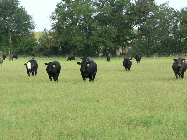 Calves_grazing