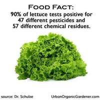 Uslg_lettuce_and_pesticides