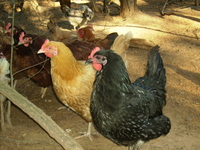 Aracauna_roosters_045