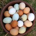 Eggs_mixed_colors_in_bowl._1