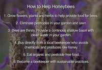 How_to_help_honey_bees